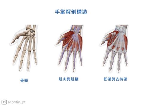 手指尾彎曲|手指彎曲就伸不直？板機指介紹：疾病成因、症狀、簡。